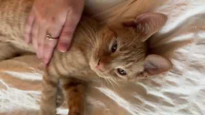 If the pets stop, the meows start.