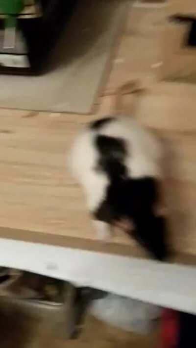 I wanted to shoot a video me feeding my babies, but this happened instead (don't worry, she's okay)