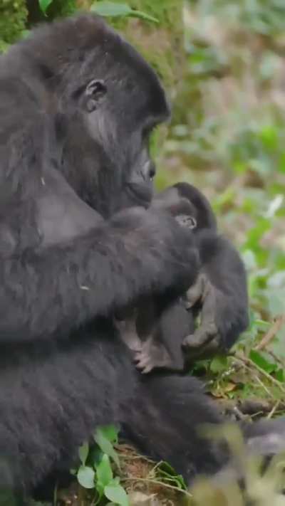 Gorilla cradles and makes eye contact with her infant