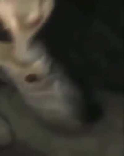 He’s back.. HE’S BACK!!