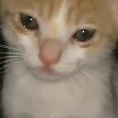 Gato triste Sadge 🖤