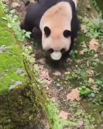 Dark souls players getting hit once