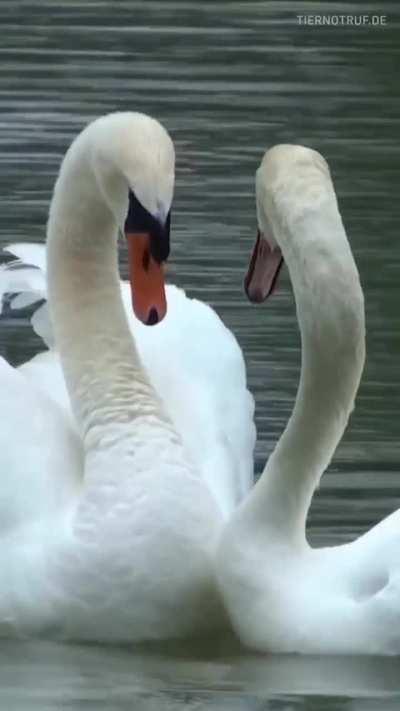 🔥 A swan couple reunited after one of them spends 2 weeks at a rescue center