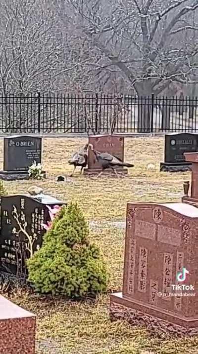 “So I read about this ritual thing on 4chan…”