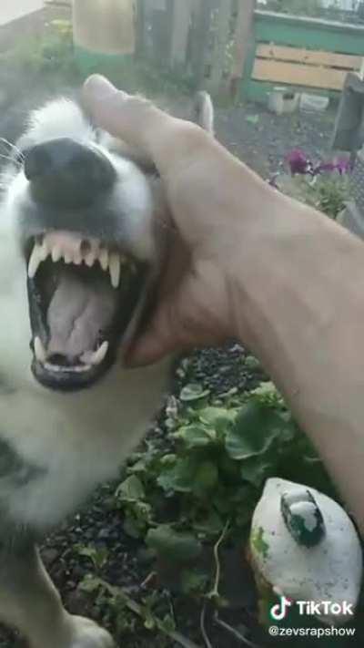 Just a Russian playing with their dog