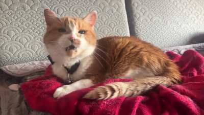 My 20 yo Milla does not like the sound of our door closing.