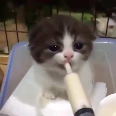 Prisoner being fed milk