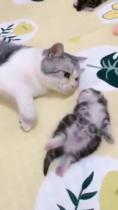 No more Nightmare Kitty