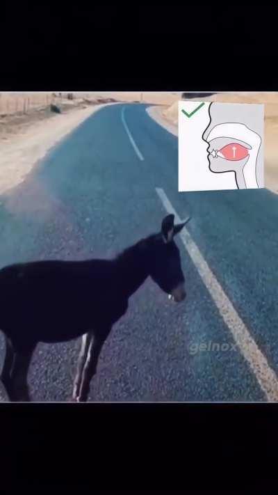 Donkey must sustain his mewing streak 🤫🧏