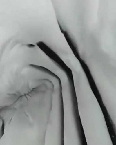 Inside look of a sharks mouth