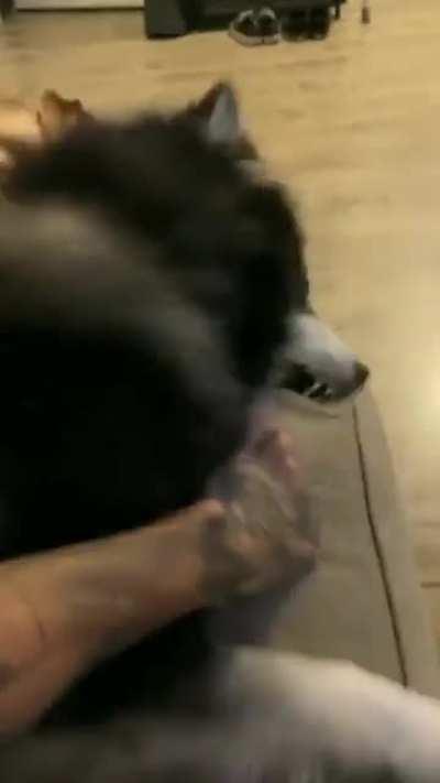 Who will Win the Fight?