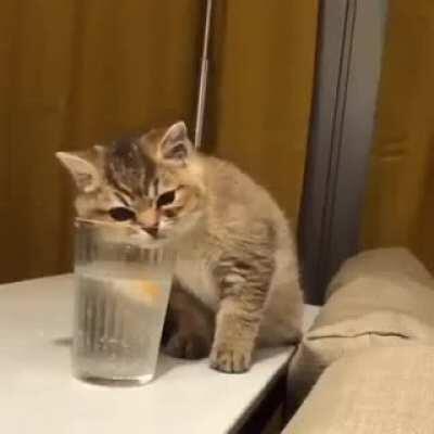 She's confused 😹😹