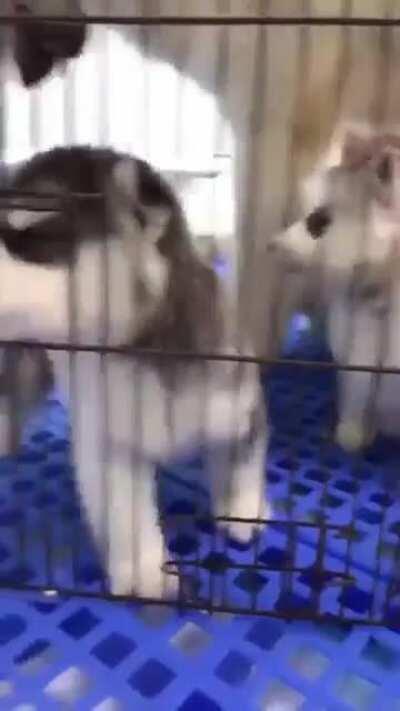 Someone suggested uploading this in this Reddit😂