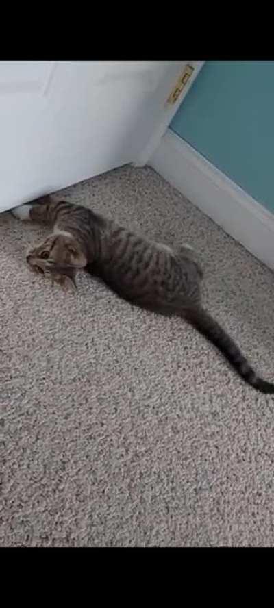 I just found this video of my cat