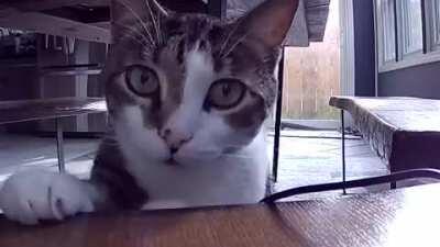 My cat found the “nanny cam” I set up for when I miss him on vacation