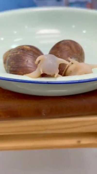 Snails eating betroot