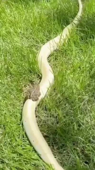 Toad travelling on Snake Highway