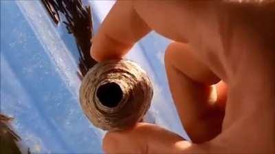 Squeezing a wasp nest