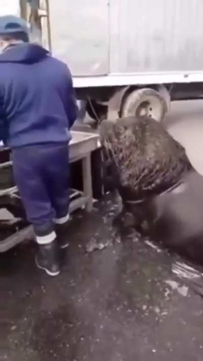 Apareció un lobo marino en una distribuidora de Mar del Plata y mangueo pescado