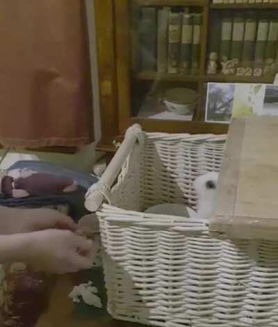 She always jumps into my hands...