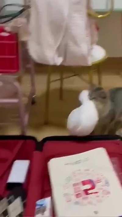 Packing the essentials