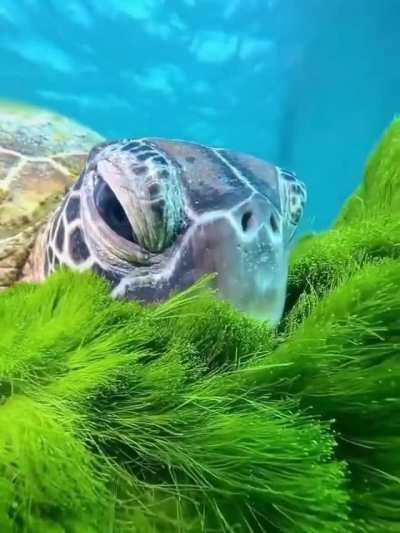 🔥 Resting in a cozy algae pillow