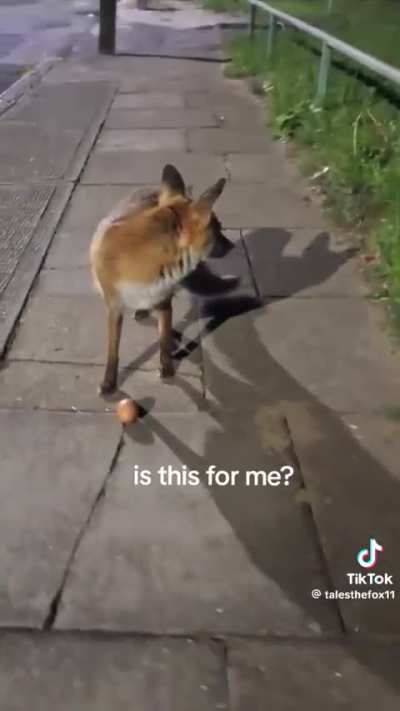 A egg in this try times