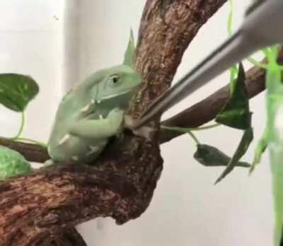 Never in my life I have ever seen a frog react that way. Got me laughing so hard too!