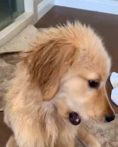 Golden gets a brushy brushy