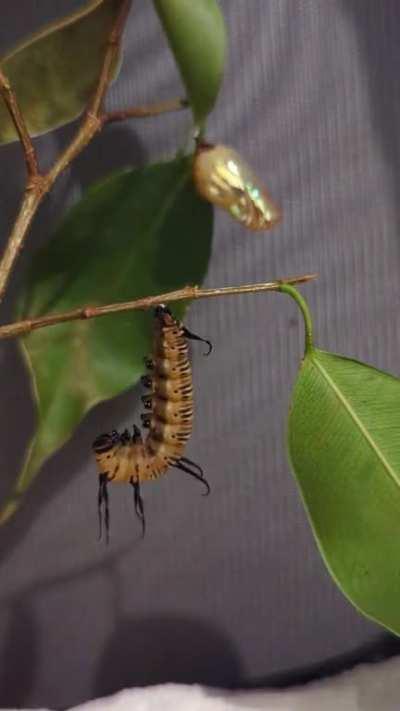 pulled an all nighter to capture this common crow caterpillar pupating and becoming a chrysalis