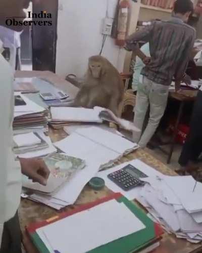 A monkey checking the files sitting on a chair at the Sub Registrar's Office in Saharanpur is going viral on social media.