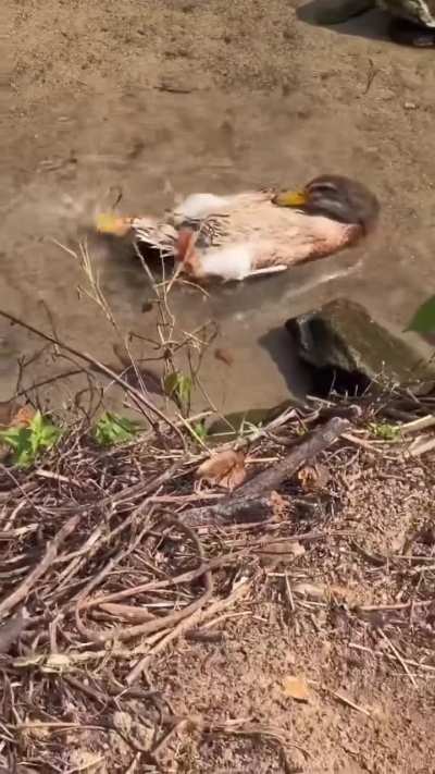 Duck 🦆 relaxation