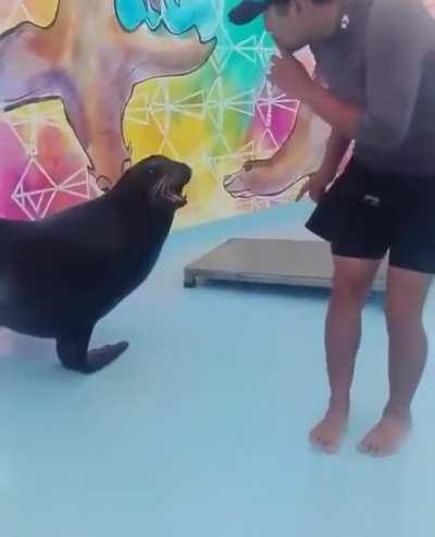 Depois de ver esse vídeo eu quero uma foca