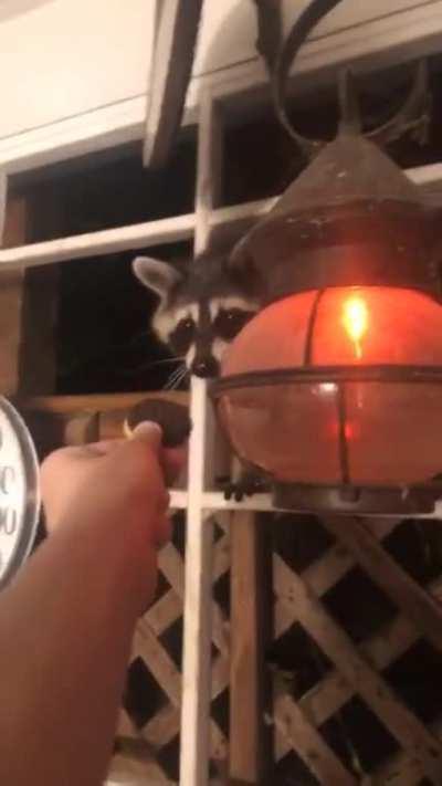 Feeding My Little Buddy Scruffy