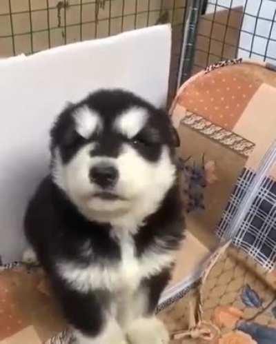 Woof_irl