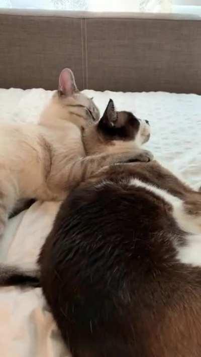 Beans just wants to love you... aggressively