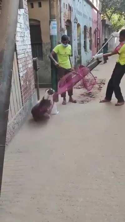 Vaccinating a street dog