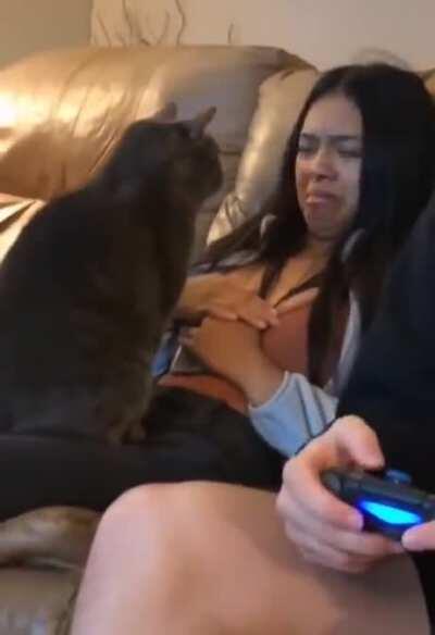 Cats can always sense the non-cat person