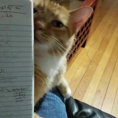 Fourier and furrier – an excellent study buddy for Ordinary Differential Equations despite having just one orange brain cell