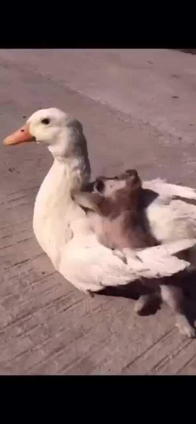 The cutest friendship I ever did see