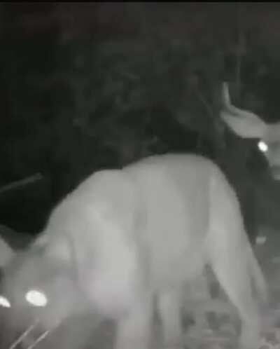 Nidykelee and Lillia going on a secret date hidden from Neecock