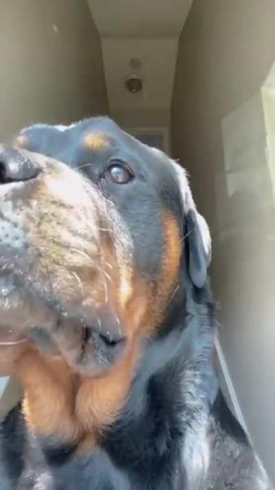 Wunkus the destroyer of lewd tik toks