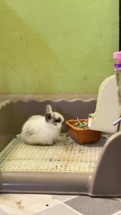 Enjoying a snack 🐇😋