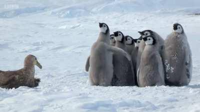 kleine Freunde stellen sich als große Freunde heraus
