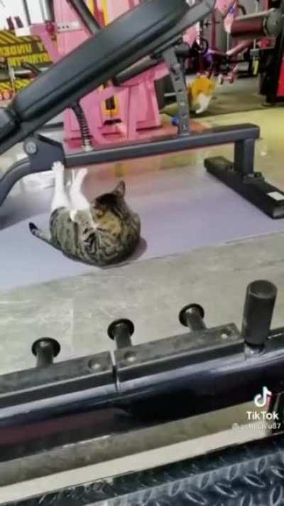 Кот в качалке 🐈