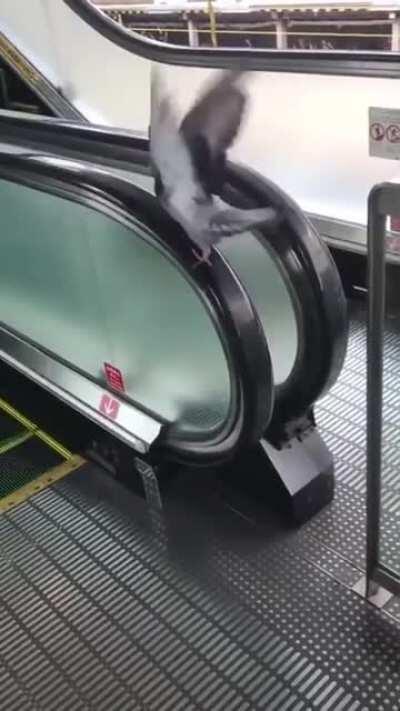 He's tryin....he keeps tryin.