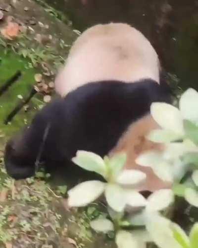 Wondering how does this species survive in the wild