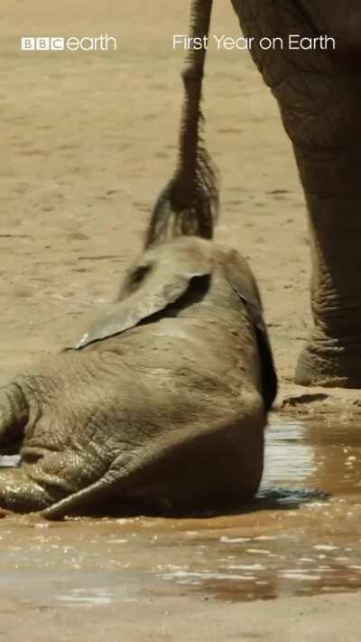 Baby elephants are so clumsy