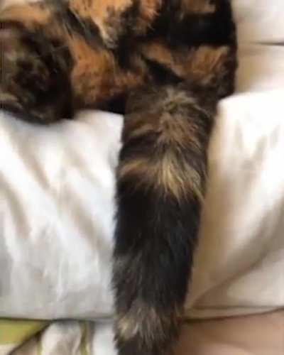 Purrrrfectly balanced. As all things should be.