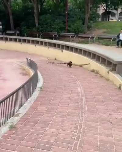 Little dog big heart